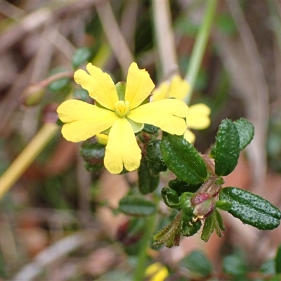 Hibbertia empetrifolia subsp. empetrifolia at Robertson, NSW - 25 Sep 2024 by AnneG1