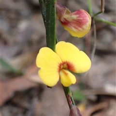 Bossiaea ensata (Sword Bossiaea) at Robertson, NSW - 25 Sep 2024 by AnneG1