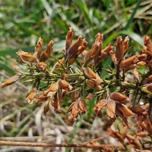 Ulex europaeus at Gunning, NSW - 30 Sep 2024