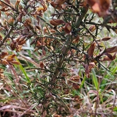 Ulex europaeus at Gunning, NSW - 30 Sep 2024