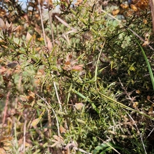 Ulex europaeus at Gunning, NSW - 30 Sep 2024