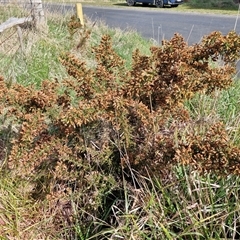 Ulex europaeus at Gunning, NSW - 30 Sep 2024