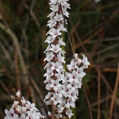 Epacris microphylla (Coral Heath) at Bundanoon, NSW - 25 Sep 2024 by AnneG1