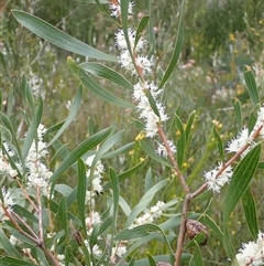 Hakea dactyloides at Bundanoon, NSW - 25 Sep 2024 by AnneG1