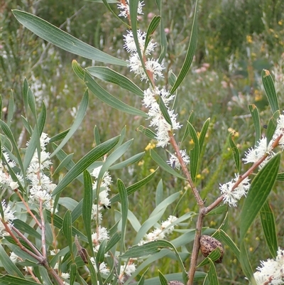 Hakea dactyloides at Bundanoon, NSW - 25 Sep 2024 by AnneG1