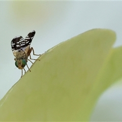 Spathulina acroleuca (A seed fly) at West Wodonga, VIC - 29 Sep 2024 by KylieWaldon