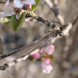 Ischnura heterosticta at Murrumbateman, NSW - 30 Sep 2024