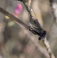 Ischnura heterosticta at Murrumbateman, NSW - 30 Sep 2024 03:57 PM