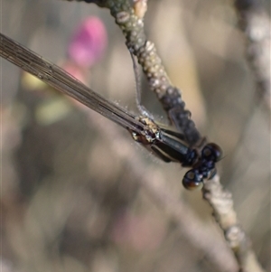 Ischnura heterosticta at Murrumbateman, NSW - 30 Sep 2024