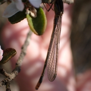 Ischnura heterosticta at Murrumbateman, NSW - 30 Sep 2024