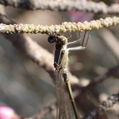 Ischnura heterosticta at Murrumbateman, NSW - 30 Sep 2024 03:57 PM