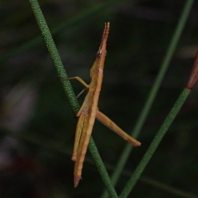 Heide amiculi (Heath Matchstick) at Bundanoon, NSW - 25 Sep 2024 by AnneG1