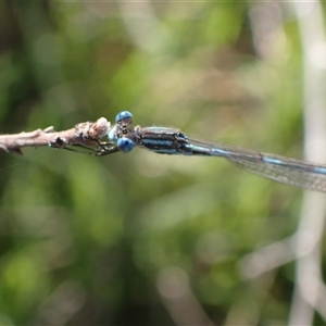 Austrolestes leda at Murrumbateman, NSW - 30 Sep 2024