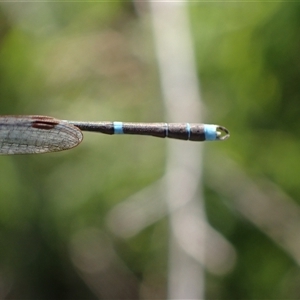 Austrolestes leda at Murrumbateman, NSW - 30 Sep 2024