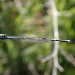 Austrolestes leda at Murrumbateman, NSW - 30 Sep 2024 03:49 PM