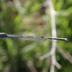 Austrolestes leda at Murrumbateman, NSW - 30 Sep 2024