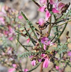 Indigofera adesmiifolia (Tick Indigo) at Whitlam, ACT - 28 Sep 2024 by sangio7