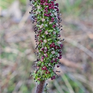 Acaena x ovina at Whitlam, ACT - 28 Sep 2024