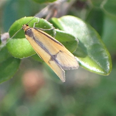 Philobota undescribed species near arabella (A concealer moth) at Murrumbateman, NSW - 30 Sep 2024 by SimoneC