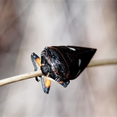 Eurymela fenestrata (Gum tree leafhopper) at Yarralumla, ACT - 30 Sep 2024 by LynRees