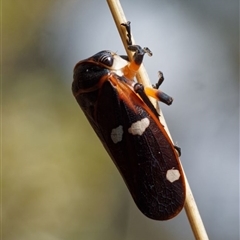 Eurymela fenestrata at Yarralumla, ACT - 30 Sep 2024 01:20 PM