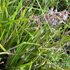 Dianella longifolia (Pale Flax Lily) at Kangaroo Valley, NSW - 23 Oct 2024 by lbradley