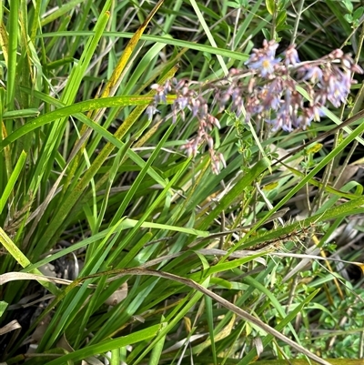 Dianella longifolia (Pale Flax Lily) at Kangaroo Valley, NSW - 23 Oct 2024 by lbradley