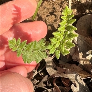 Cheilanthes distans at Kangaroo Valley, NSW - suppressed