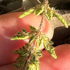 Cheilanthes distans at Kangaroo Valley, NSW - suppressed