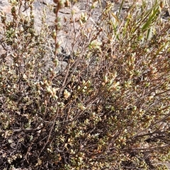 Brachyloma daphnoides at Cooma, NSW - 30 Sep 2024