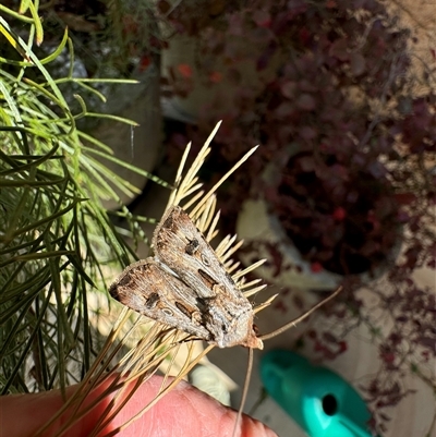 Agrotis munda (Brown Cutworm) at Murrumbateman, NSW - 21 Sep 2024 by SimoneC