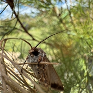 Agrotis munda at Murrumbateman, NSW - 21 Sep 2024