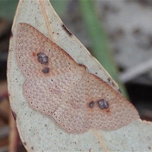 Epicyme rubropunctaria at Hall, ACT - 30 Sep 2024