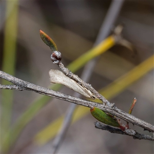 Orescoa orites at Yarralumla, ACT - 30 Sep 2024