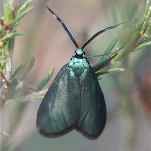 Pollanisus viridipulverulenta at Hall, ACT - 30 Sep 2024 03:30 PM