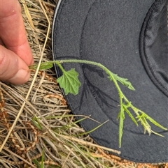 Convolvulus angustissimus subsp. angustissimus (Australian Bindweed) at Watson, ACT - 29 Sep 2024 by WalterEgo