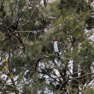 Microcarbo melanoleucos (Little Pied Cormorant) at Giralang, ACT - 30 Sep 2024 by mroseby