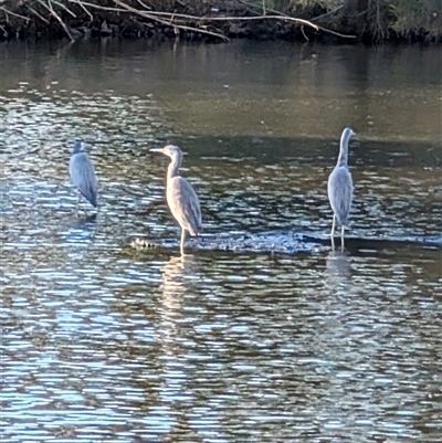 Egretta novaehollandiae (White-faced Heron) at Giralang, ACT - 30 Sep 2024 by mroseby