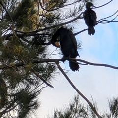 Phalacrocorax carbo at Giralang, ACT - 30 Sep 2024