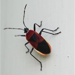 Dindymus versicolor (Harlequin Bug) at Hall, ACT - 30 Sep 2024 by Anna123