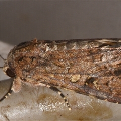 Spodoptera mauritia (Lawn Armyworm) at Sheldon, QLD - 9 Mar 2024 by PJH123