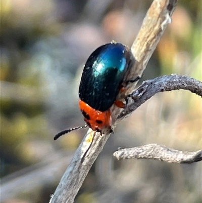 Calomela moorei (Acacia Leaf Beetle) at Bruce, ACT - 30 Sep 2024 by Clarel