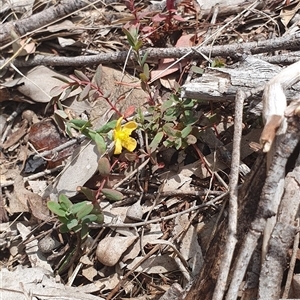 Hypericum gramineum at Lyneham, ACT - 29 Sep 2024 11:42 AM