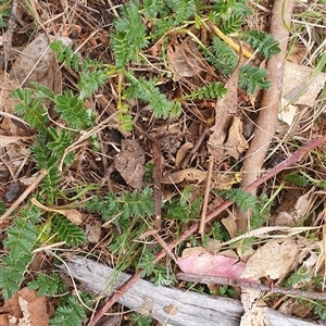 Acaena (genus) at Lyneham, ACT - 29 Sep 2024 12:30 PM