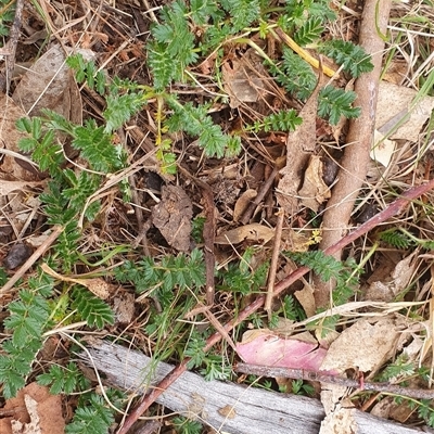 Acaena (genus) (A Sheep's Burr) at Lyneham, ACT - 29 Sep 2024 by MPhillips