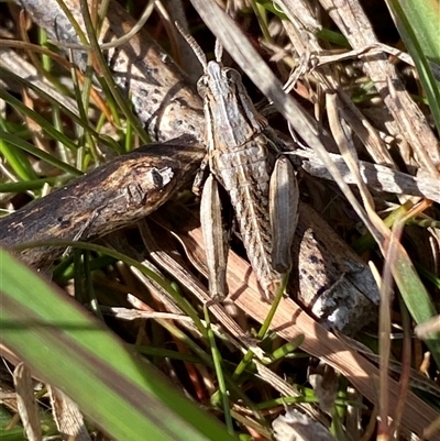 Perunga ochracea (Perunga grasshopper, Cross-dressing Grasshopper) at Whitlam, ACT - 30 Sep 2024 by SteveBorkowskis