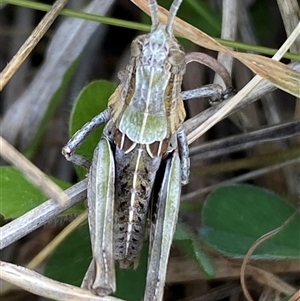 Perunga ochracea at Whitlam, ACT - 30 Sep 2024 01:39 PM