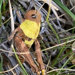 Perunga ochracea (Perunga grasshopper, Cross-dressing Grasshopper) at Whitlam, ACT - 30 Sep 2024 by SteveBorkowskis