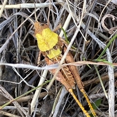 Perunga ochracea at Whitlam, ACT - 30 Sep 2024 01:13 PM