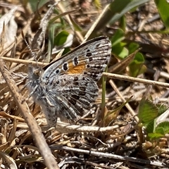 Lucia limbaria (Chequered Copper) at Whitlam, ACT - 30 Sep 2024 by SteveBorkowskis